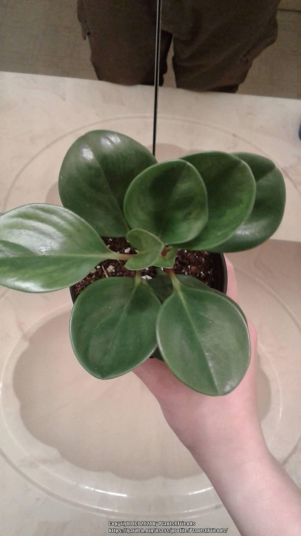 Photo of Baby Rubber Plant (Peperomia obtusifolia) uploaded by PlantsRFriends