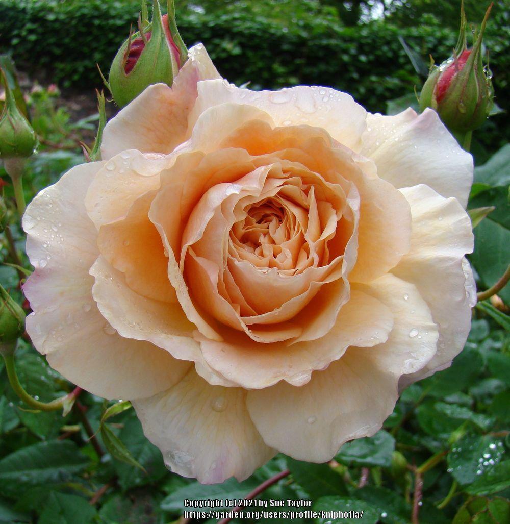 Photo of English Shrub Rose (Rosa 'William Morris') uploaded by kniphofia