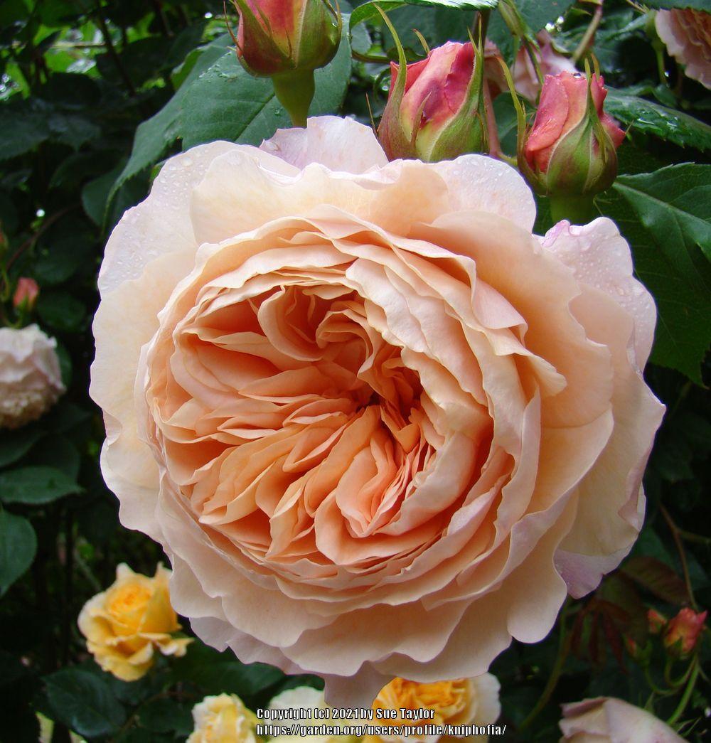 Photo of English Shrub Rose (Rosa 'William Morris') uploaded by kniphofia