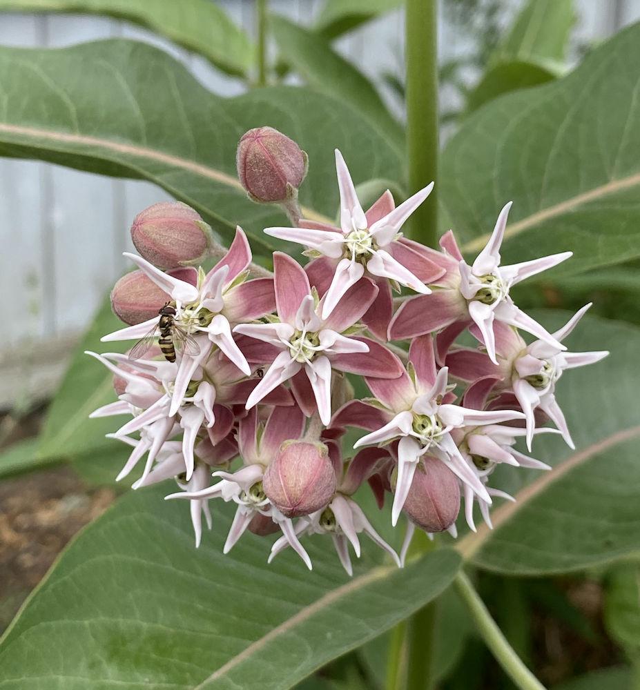 Photo of Showy Milkweed (Asclepias speciosa) uploaded by RobinSeeds