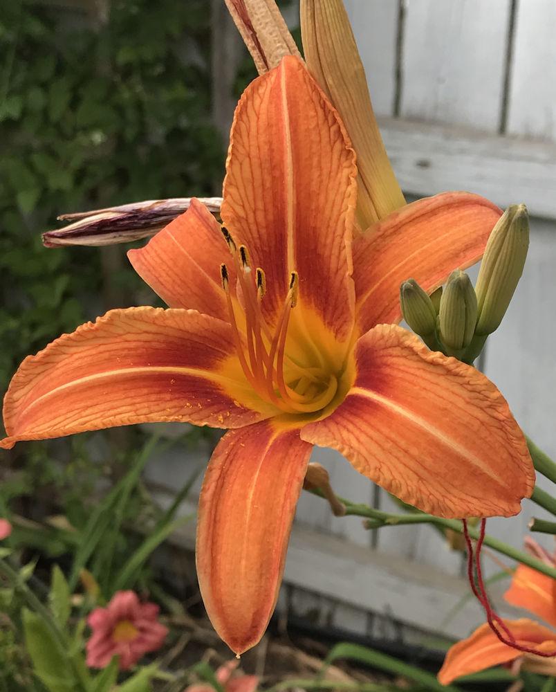 Photo of Ditch Lily (Hemerocallis fulva) uploaded by RobinSeeds