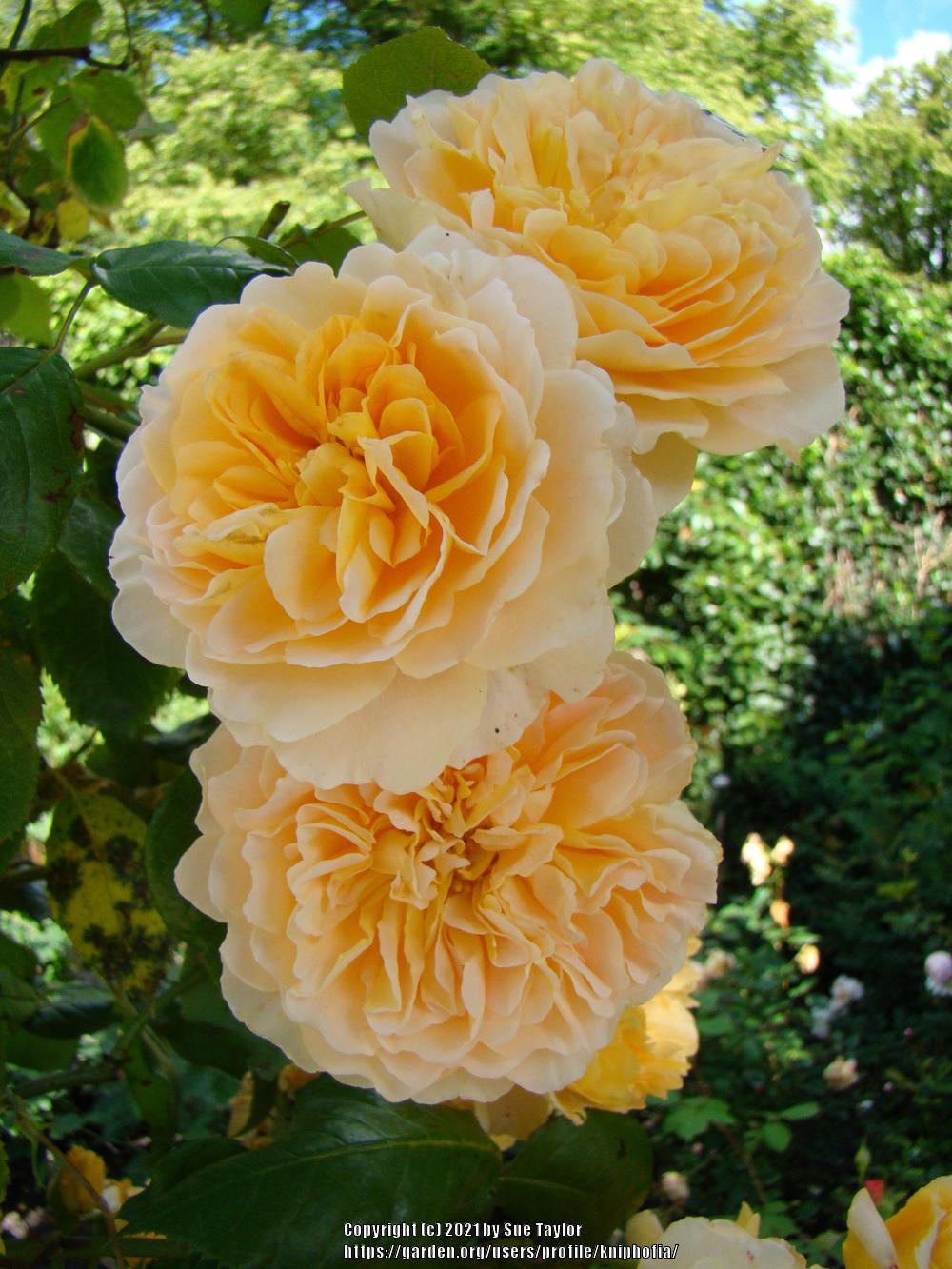 Photo of English Shrub Rose (Rosa 'Crown Princess Margareta') uploaded by kniphofia