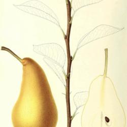 
Date: c. 1861
illustration by Mlle. E. Taillant from Decaisne's 'Le jardin frui