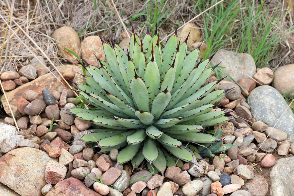 Photo of Black-Spined Agave (Agave macroacantha) uploaded by Baja_Costero