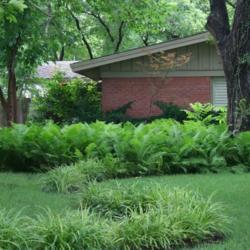 Location: in my clients garden in Oklahoma City
Date: 2007
Dryopteris ludoviciana [Southern Wood Fern]