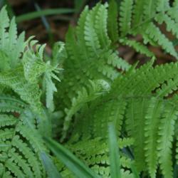 Location: in my clients garden in Oklahoma City
Date: 2007
Dryopteris ludoviciana [Southern Wood Fern]