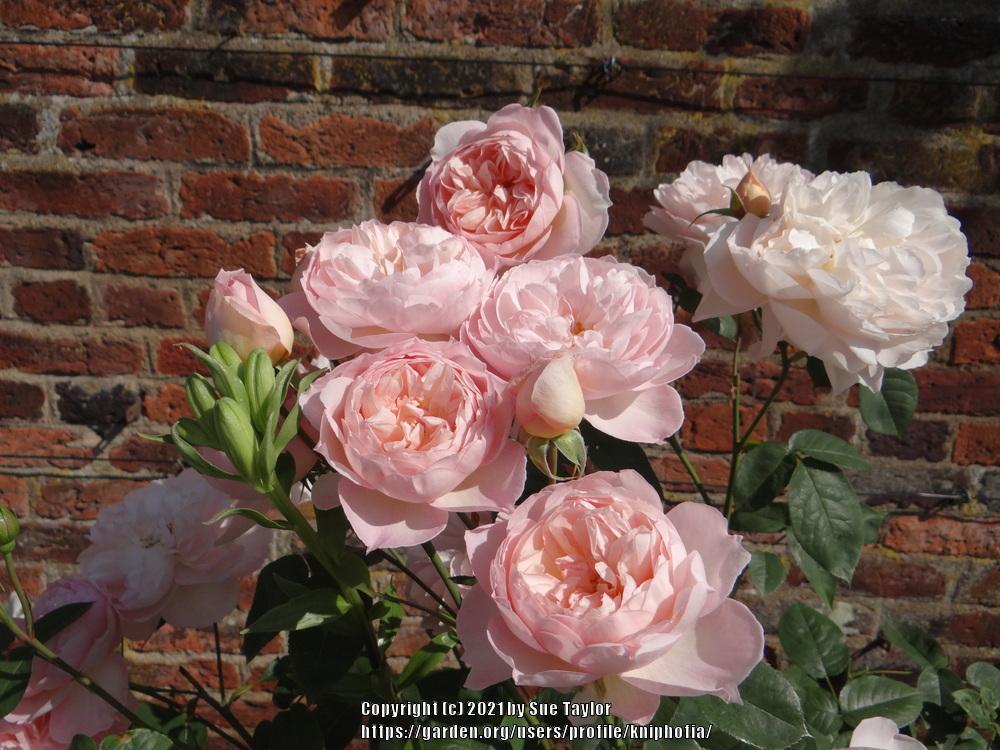 Photo of Rose (Rosa 'Gentle Hermione') uploaded by kniphofia