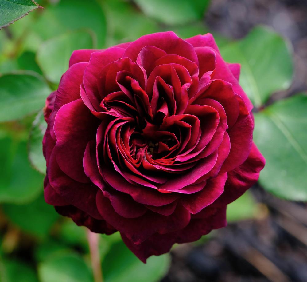 Photo of Rose (Rosa 'Tradescant') uploaded by AnnKNCalif