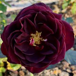 Location: Near Napa Valley (Northern California)
Date: 2018-12-12
Tradescant is the darkest of my red David Austin roses.