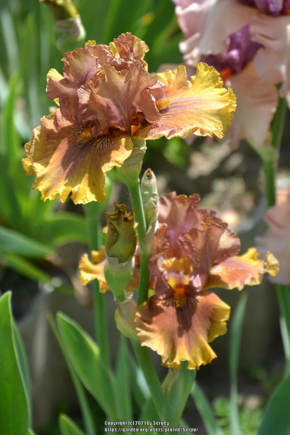 Photo of Tall Bearded Iris (Iris 'Harvest Maiden') uploaded by Serjio