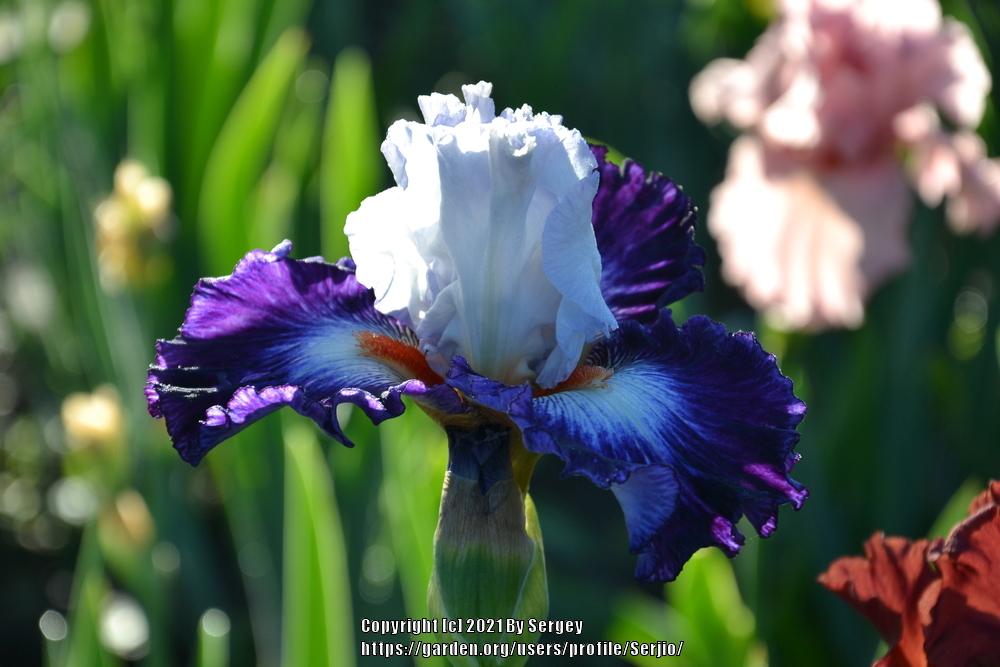 Photo of Tall Bearded Iris (Iris 'Gypsy Lord') uploaded by Serjio