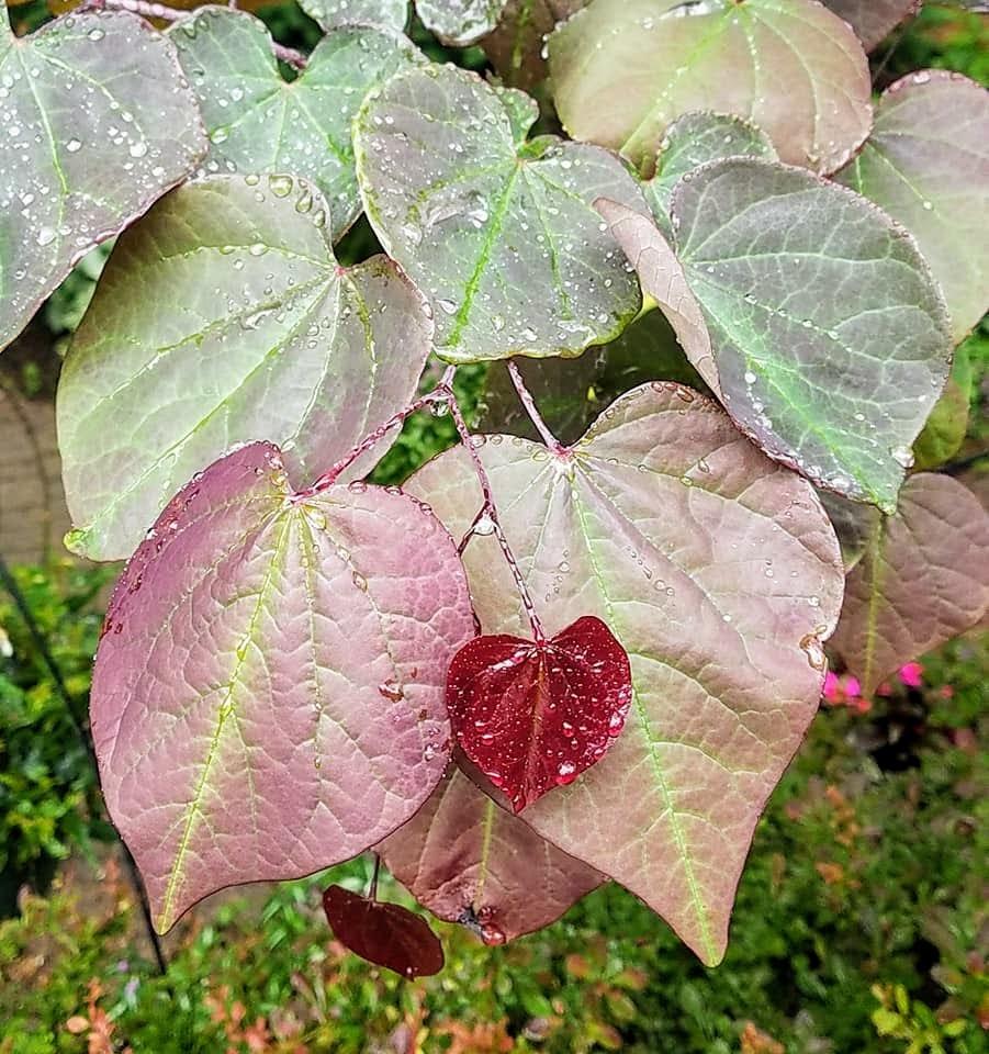 Photo of Eastern Redbud (Cercis canadensis 'Forest Pansy') uploaded by dnrevel