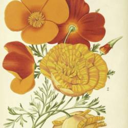 
Date: c. 1878
illustration by Macfarlane from 'The Florist and Pomologist', 187
