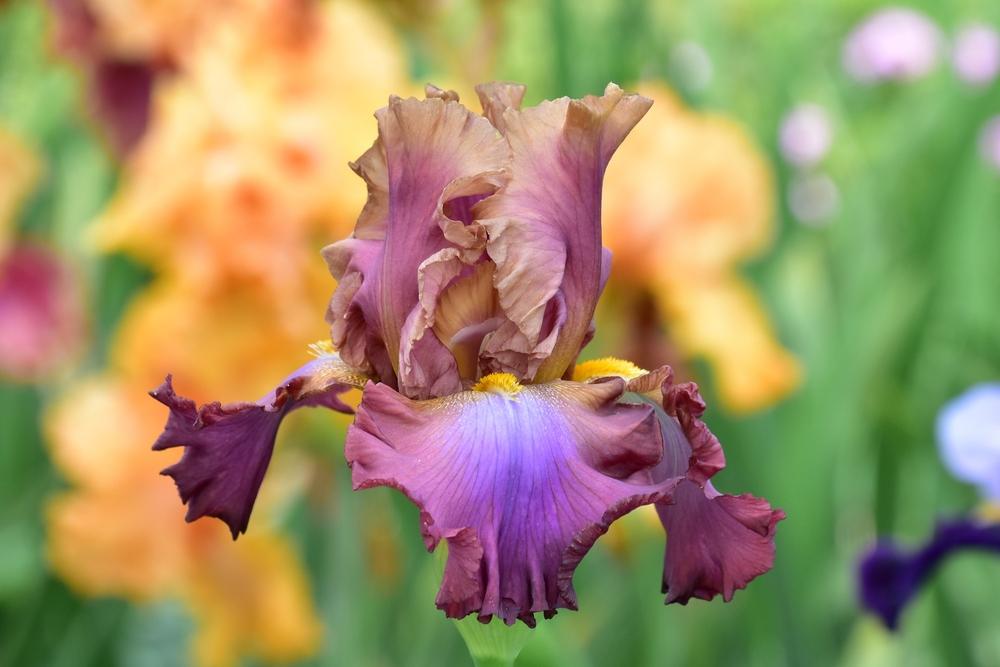 Photo of Tall Bearded Iris (Iris 'Tamara Kay') uploaded by sunnyvalley