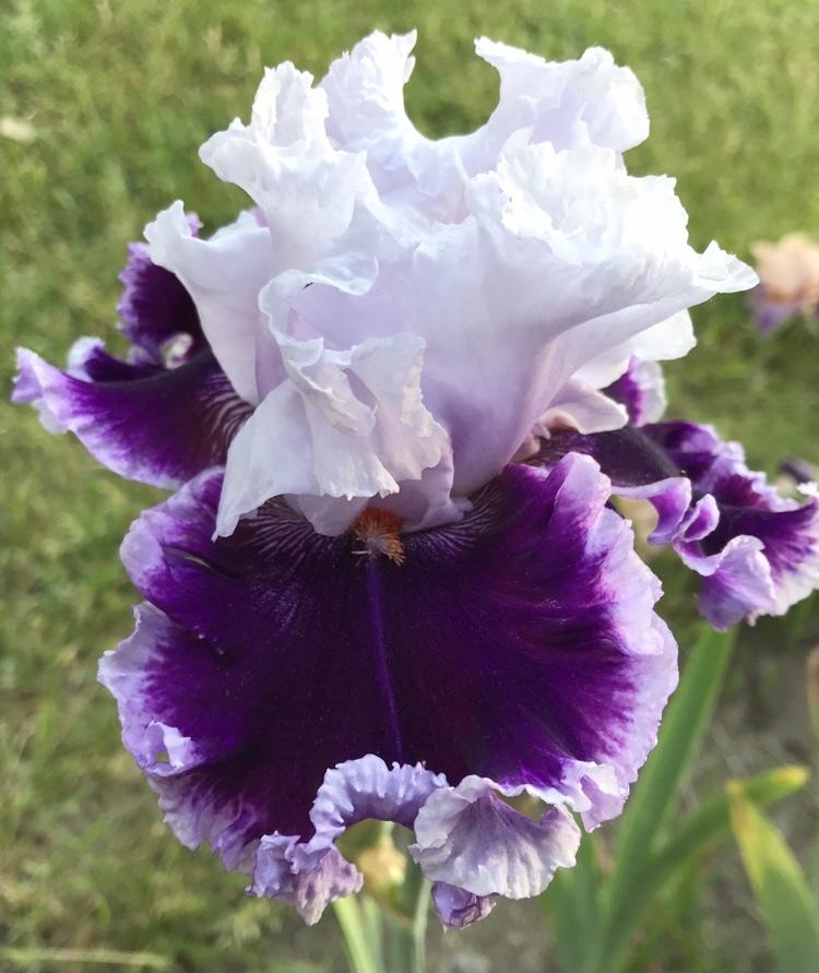 Photo of Tall Bearded Iris (Iris 'Daring Deception') uploaded by Lbsmitty