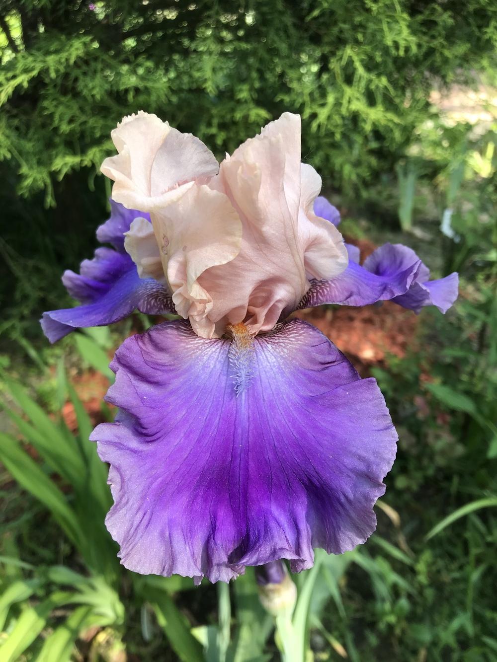 Photo of Tall Bearded Iris (Iris 'Poem of Ecstasy') uploaded by Lbsmitty