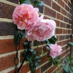 Location: Personal collection
Date: 2020-05-04
David Austin Strawberry Hill Climbing Rose