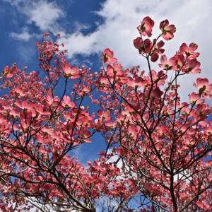 Pink-flowering Dogwood, likely 'Pink Flame'