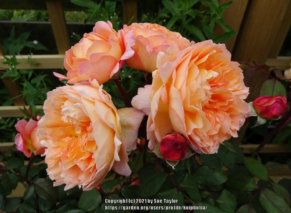 Photo of Rose (Rosa 'Lady Emma Hamilton') uploaded by kniphofia