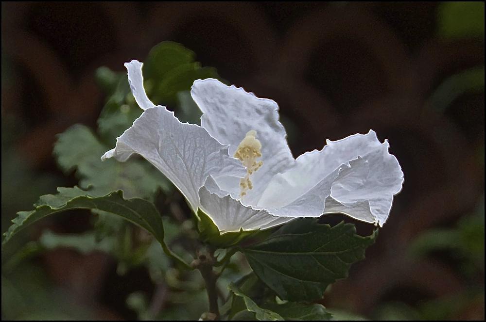 Photo of Althea (Hibiscus syriacus 'Diana') uploaded by Fleur569