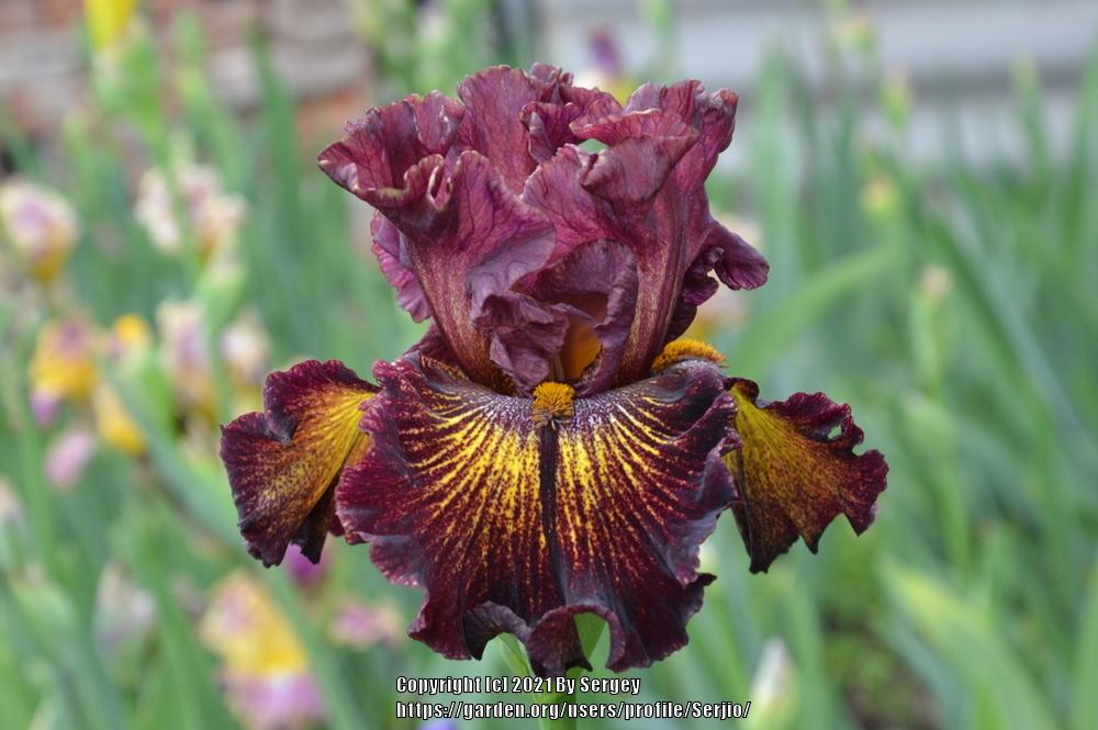 Photo of Tall Bearded Iris (Iris 'High Octane') uploaded by Serjio