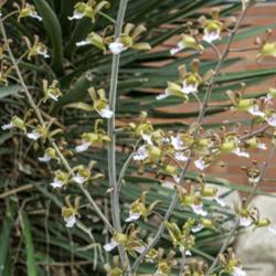 Location: Conservatory, Matthaei Botanical Gardens, Ann Arbor
Date: 2018-06-24
Eulophia petersii - Bloom stems up to 2 meters tall bear small, w