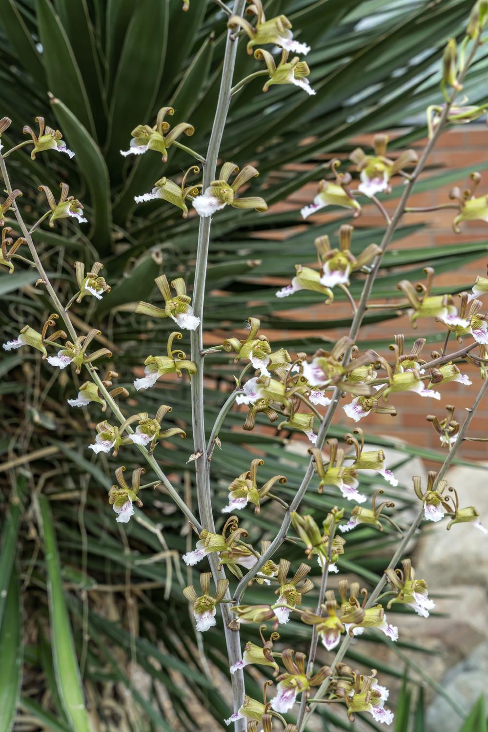Photo of Orchid (Eulophia petersii) uploaded by arctangent