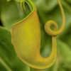 the pitchers are actually an extension of the plant's tendrils
