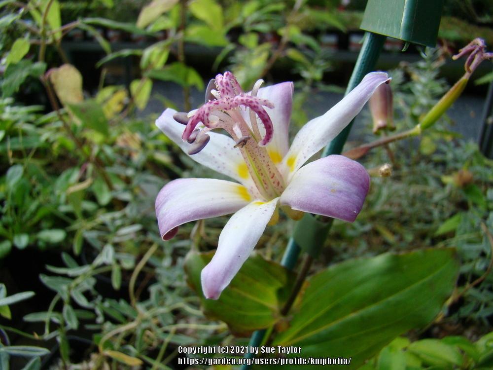 Photo of Toad Lily (Tricyrtis hirta 'Togen') uploaded by kniphofia