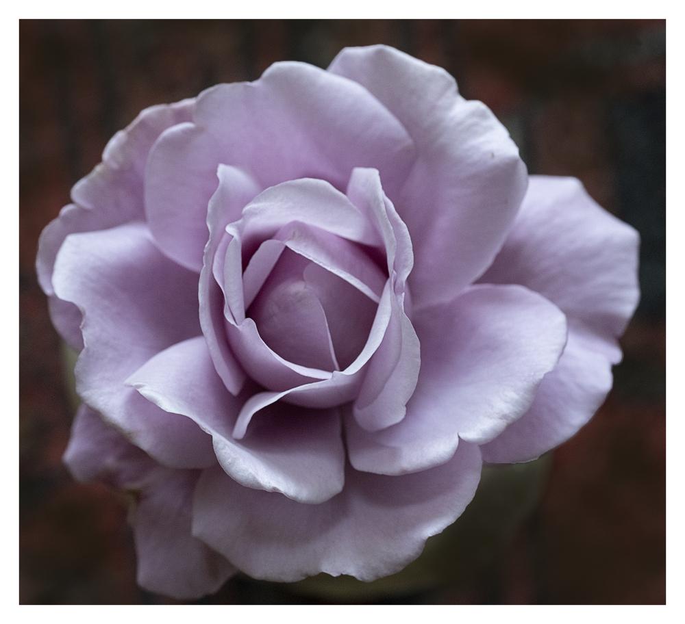 Photo of Rose (Rosa 'Charles de Gaulle') uploaded by kohala