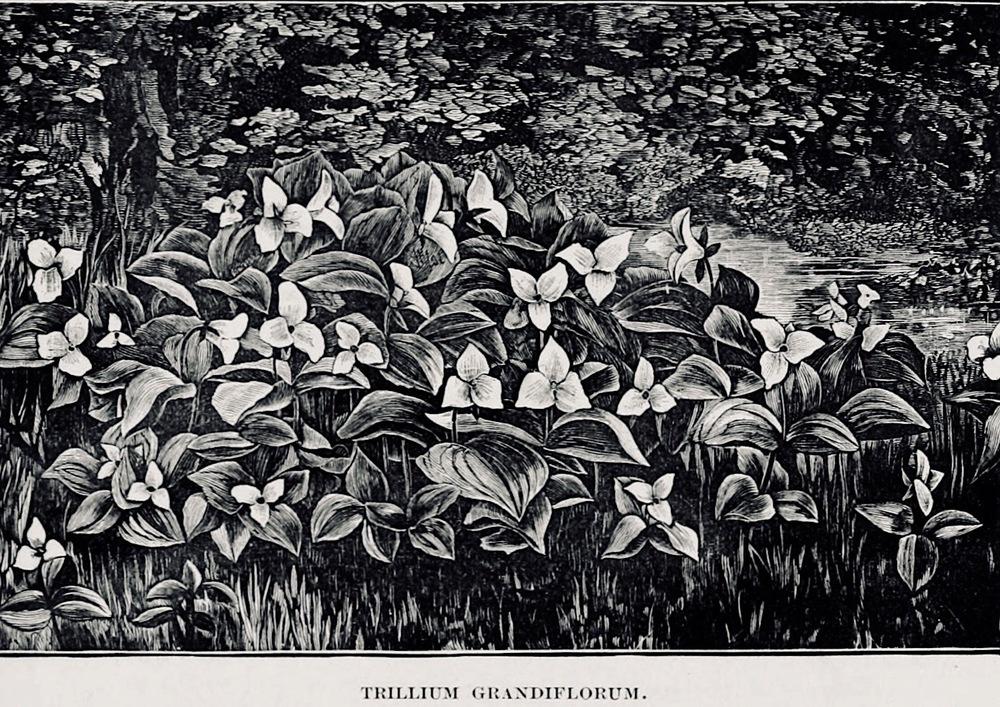 Photo of Great White Trillium (Trillium grandiflorum) uploaded by scvirginia