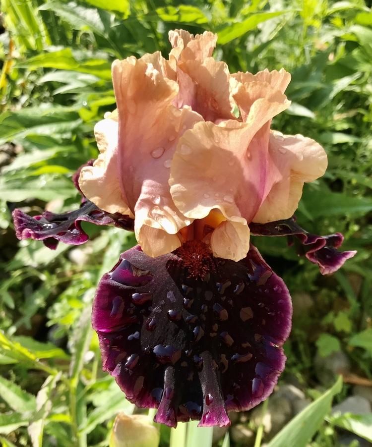 Photo of Tall Bearded Iris (Iris 'Prague') uploaded by Lbsmitty