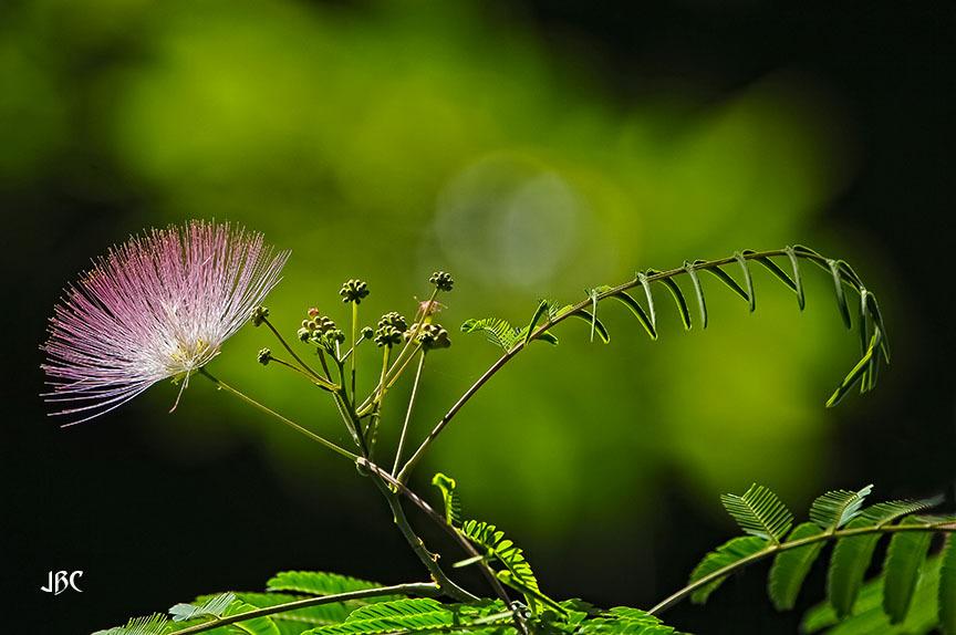 Photo of Mimosa Tree (Albizia julibrissin) uploaded by jbcphotos