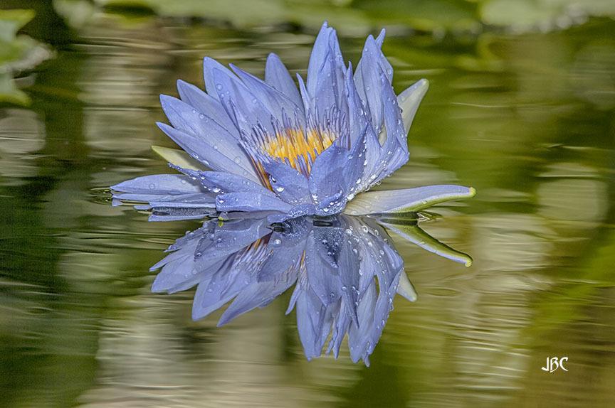 Photo of Tropical Day-Blooming Water Lily (Nymphaea 'Pennsylvania') uploaded by jbcphotos