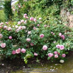 Location: Alnwick garden, Northumberland UK
Date: 2009-06-14
