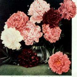
Date: c. 1915
photo of 9 named peony varieties from the 1915 catalog, Bertrand 