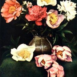
Date: c. 1915
photo of Japanese peonies from the 1915 catalog, Bertrand Farr, W