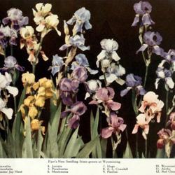 
Date: c. 1915
photo of 12 Irises raised by Bertrand Farr from the 1915 catalog,