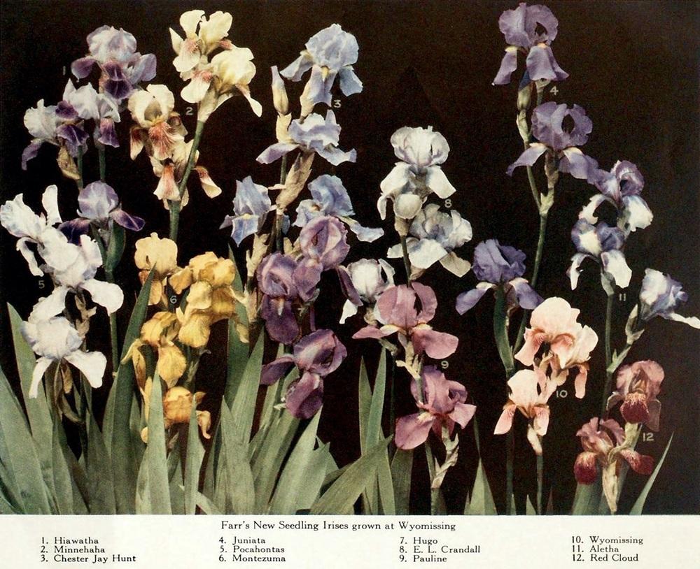 Photo of Irises (Iris) uploaded by scvirginia