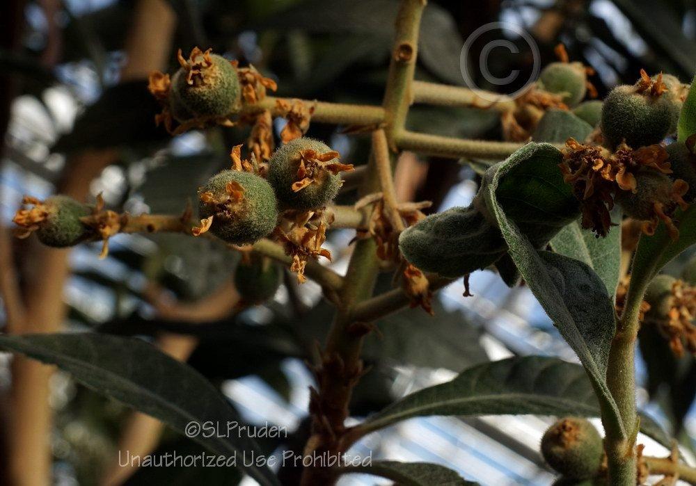 Photo of Loquat (Rhaphiolepis bibas) uploaded by DaylilySLP