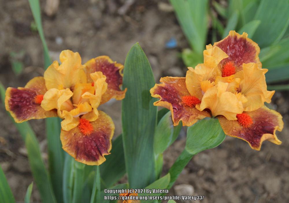 Photo of Standard Dwarf Bearded Iris (Iris 'Color Blind') uploaded by Valery33