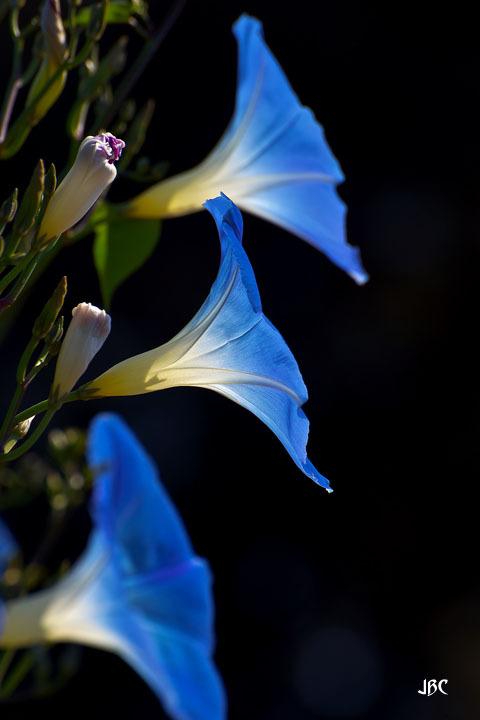 Photo of Morning Glory (Ipomoea tricolor 'Heavenly Blue') uploaded by jbcphotos