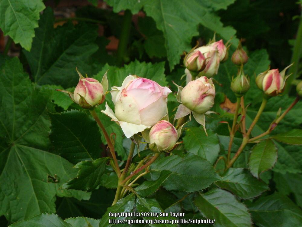 Photo of Rose (Rosa 'Pierre de Ronsard') uploaded by kniphofia
