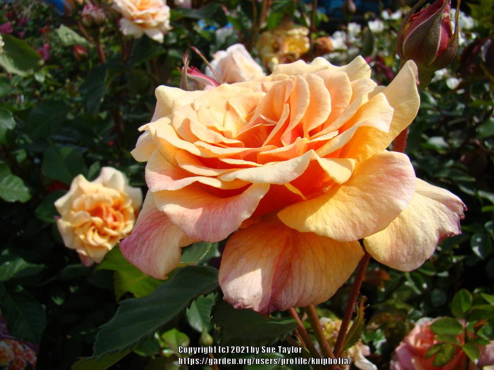 Photo of Rose (Rosa 'Caramella') uploaded by kniphofia