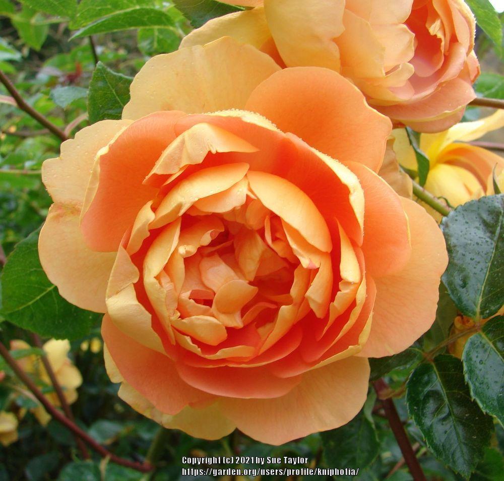 Photo of English Shrub Rose (Rosa 'Pat Austin') uploaded by kniphofia