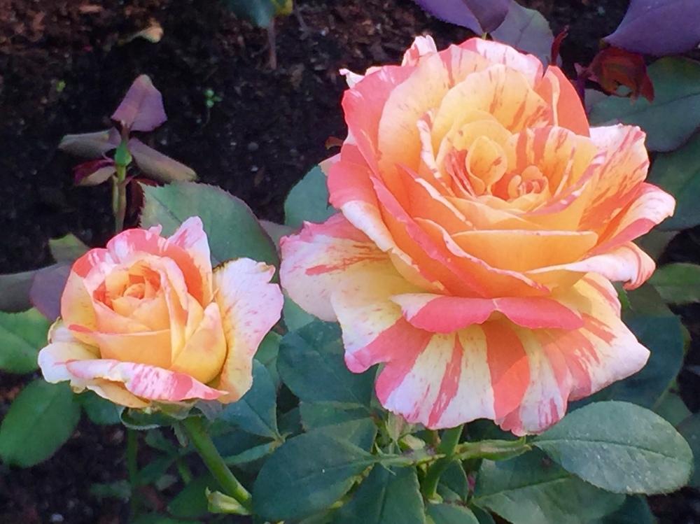 Photo of Rose (Rosa 'Rainbow Niagara') uploaded by SuzanneMakisi
