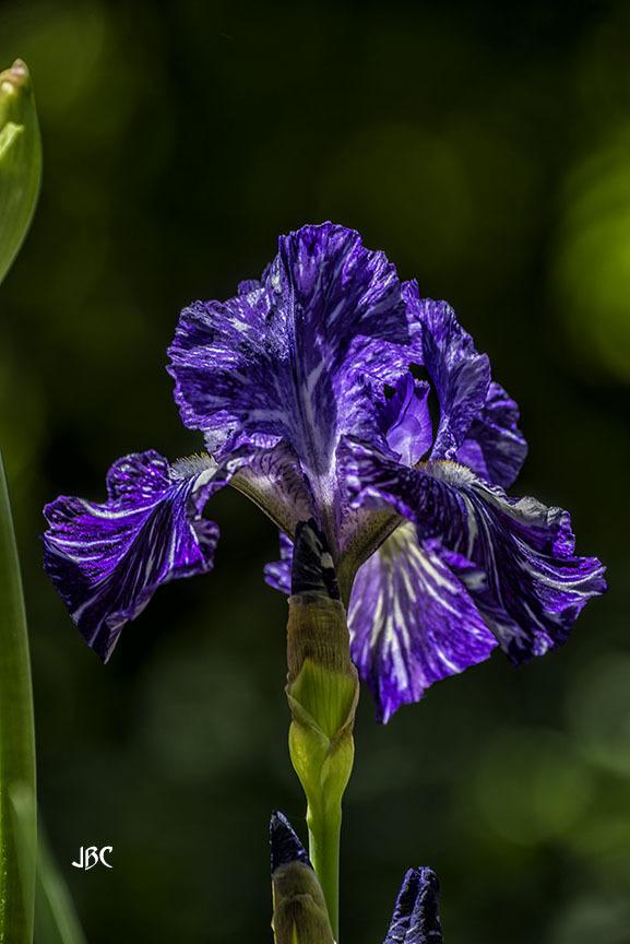 Photo of Border Bearded Iris (Iris 'Batik') uploaded by jbcphotos