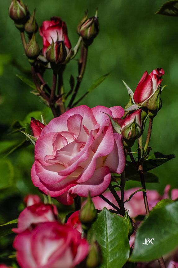 Photo of Rose (Rosa 'Gemini') uploaded by jbcphotos