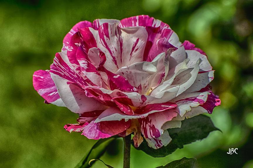 Photo of Rose (Rosa 'Julio Iglesias') uploaded by jbcphotos