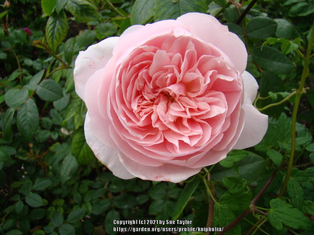 Photo of Rose (Rosa 'Wisley 2008') uploaded by kniphofia